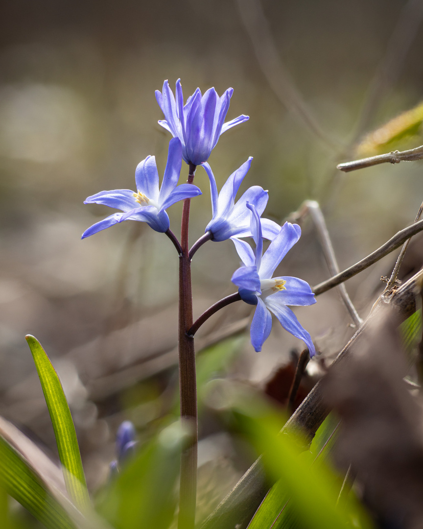 Blaue Frühlingsboten VII