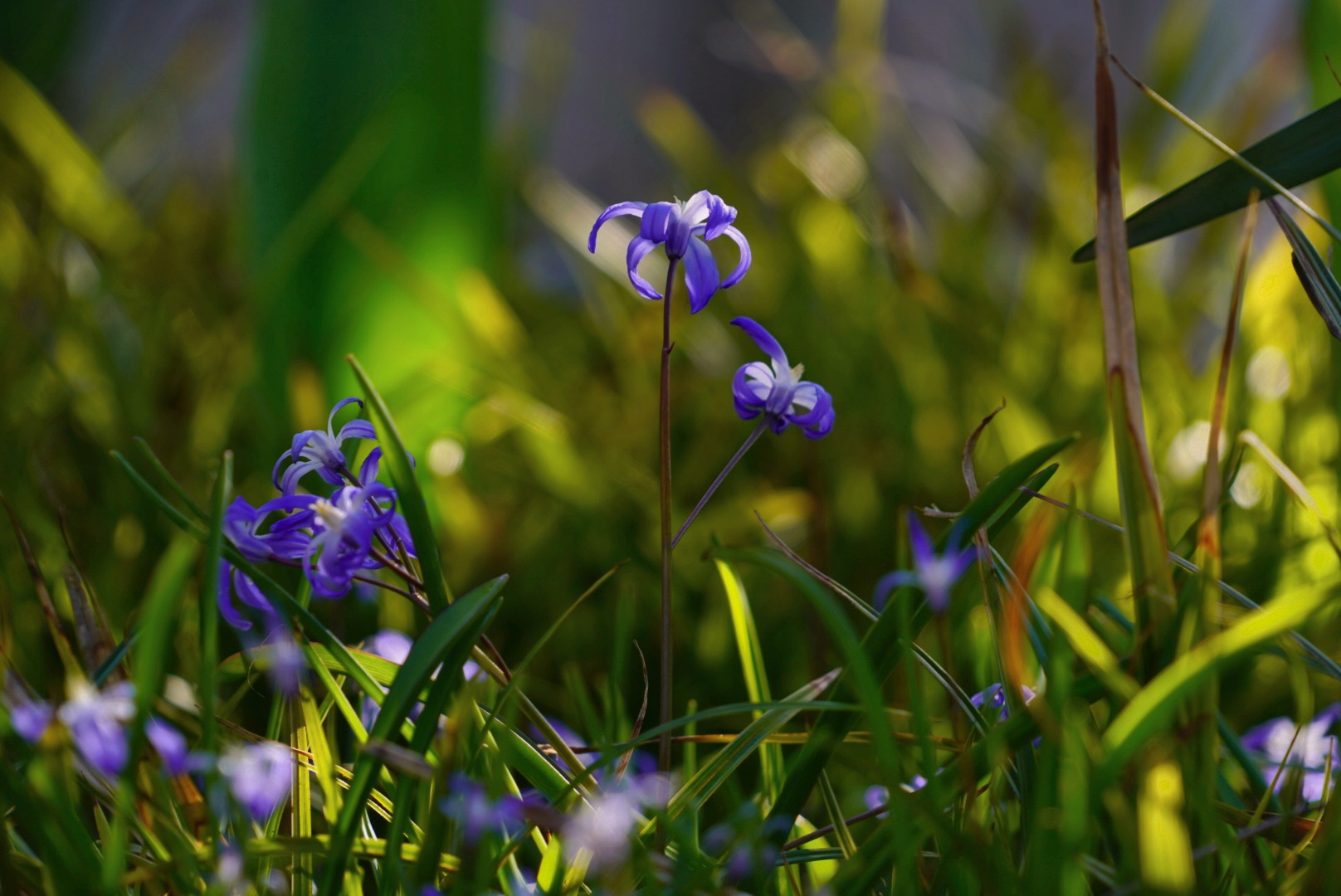 Blaue Frühlingsfrühblüher 