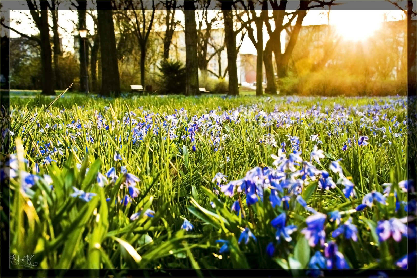 Blaue Frühlingstäume