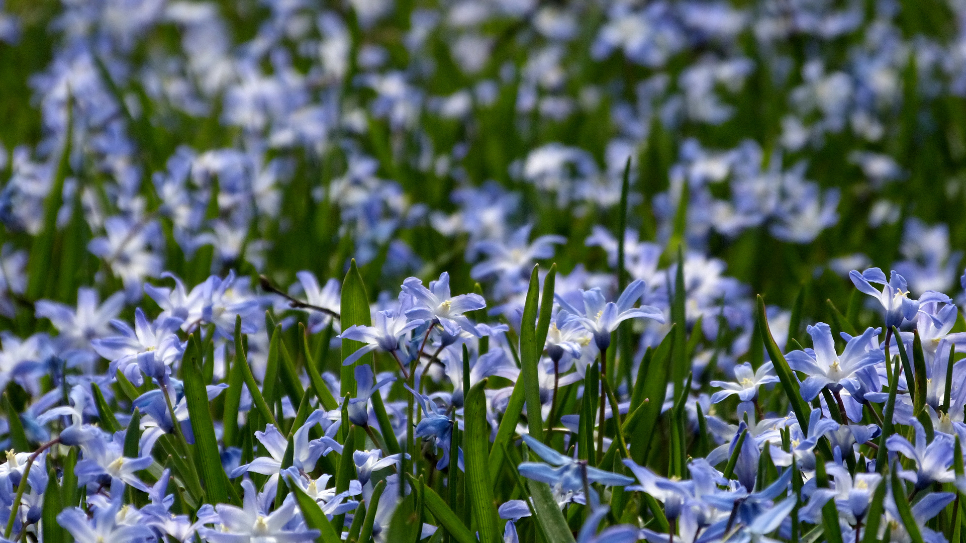 blaue Frühlingswiese