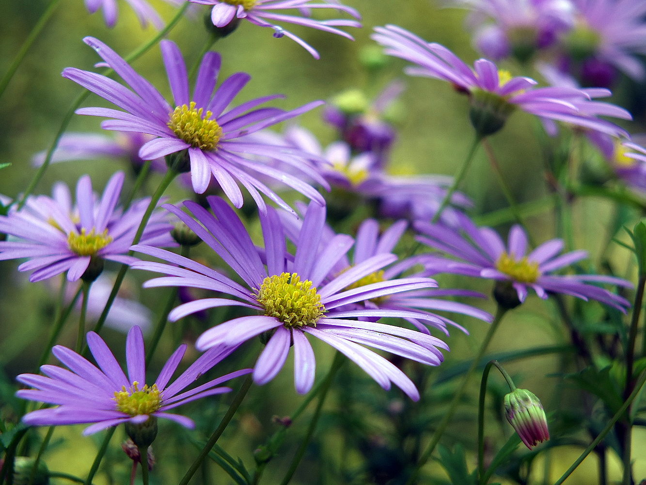 Blaue Gänseblümchen