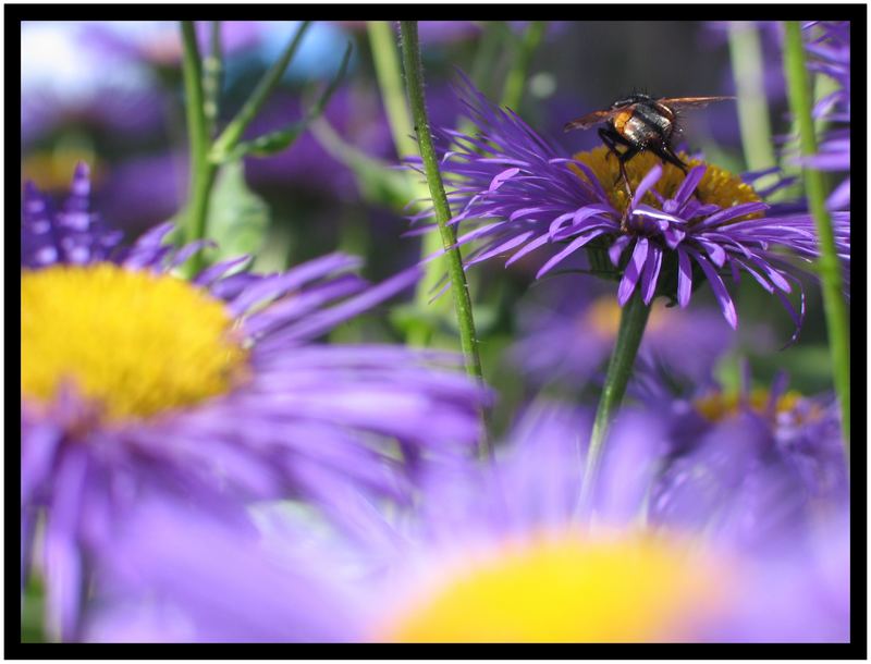 Blaue Gänseblümchen