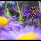 Blaue Gänseblümchen