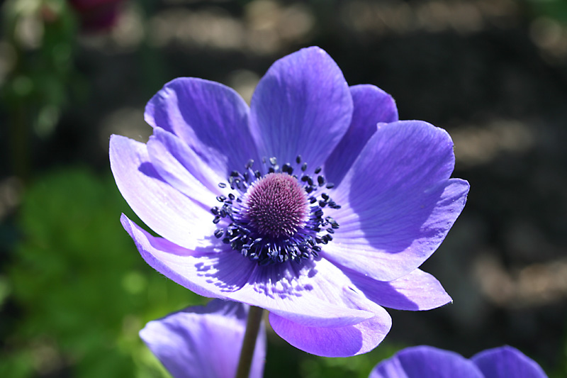 Blaue Gartenblume