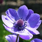 Blaue Gartenblume