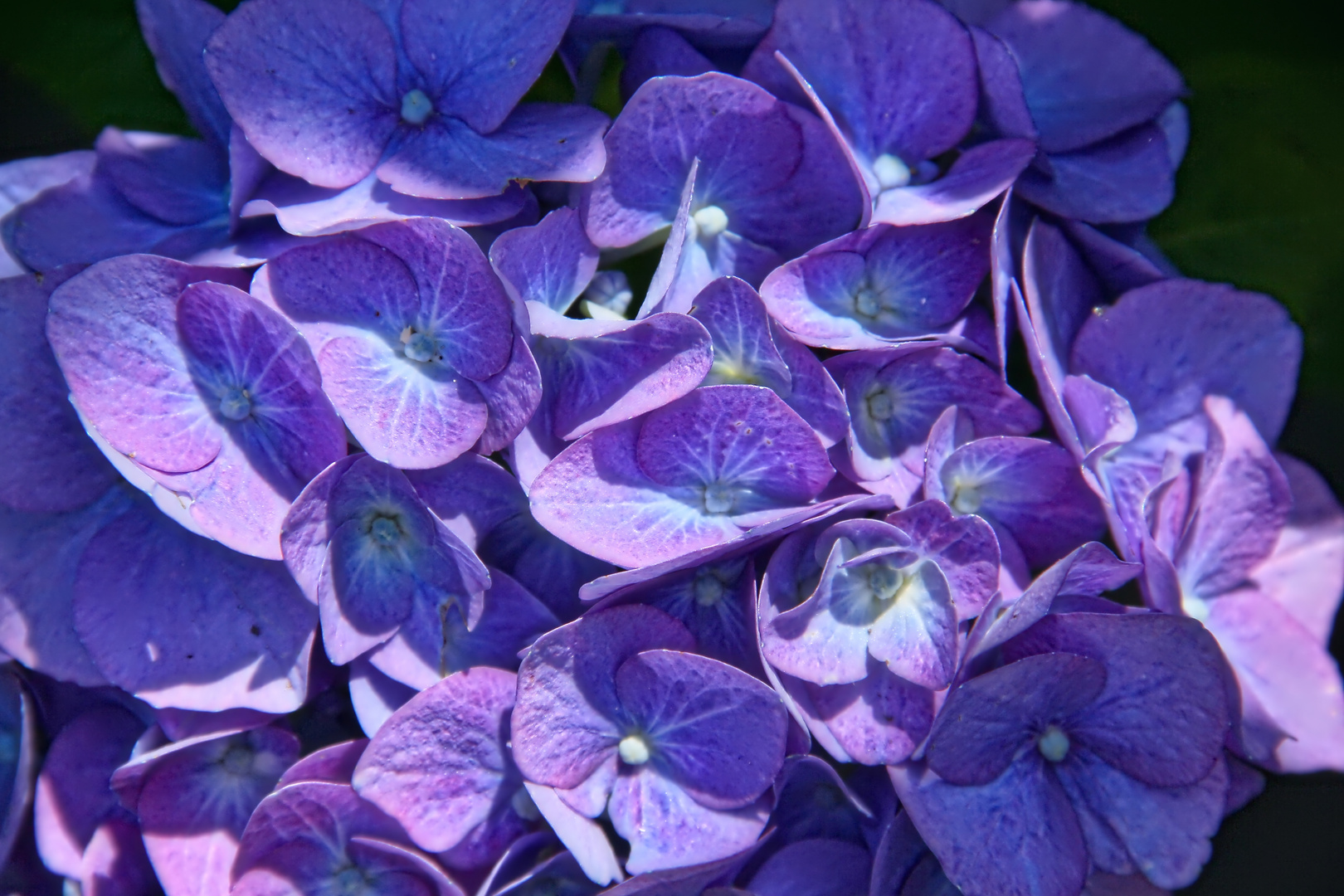 blaue Gartenhortensie - blue Hydrangea macrophylla