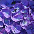 blaue Gartenhortensie - blue Hydrangea macrophylla