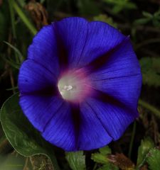 blaue Gartenwinde