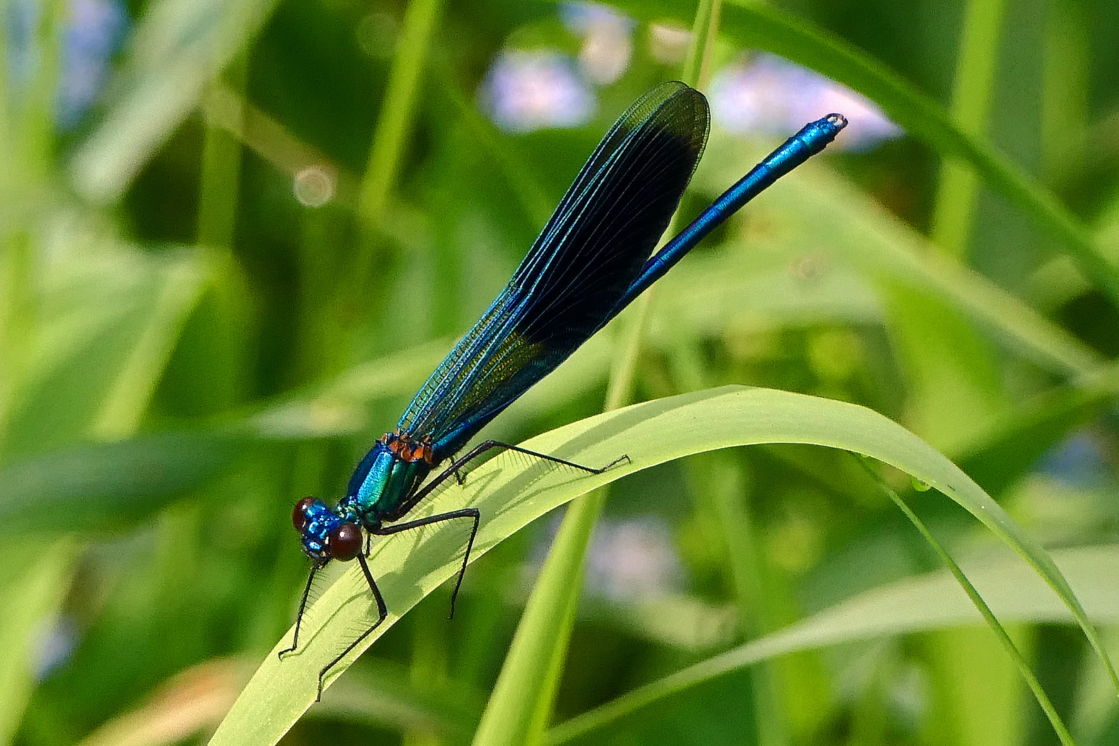 blaue gebänderte Prachtlibelle