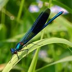 blaue gebänderte Prachtlibelle