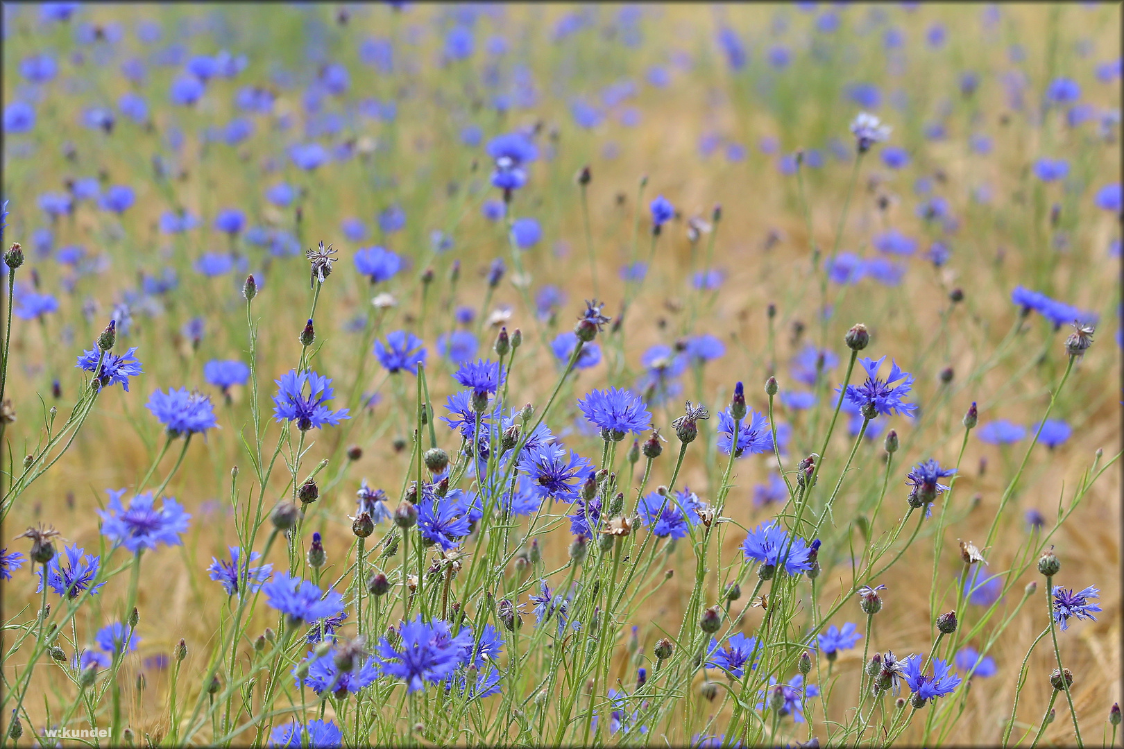 Blaue Gefühle