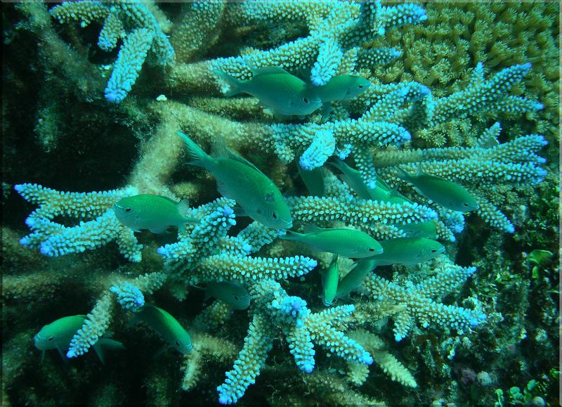 blaue Geweihkoralle mit ihren Bewohnern