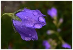 blaue Glocke