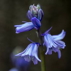 Blaue Glocken