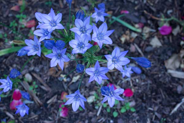 Blaue Glockenblümchen