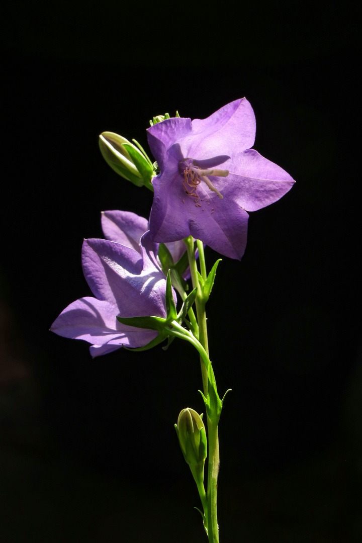 blaue Glockenblume