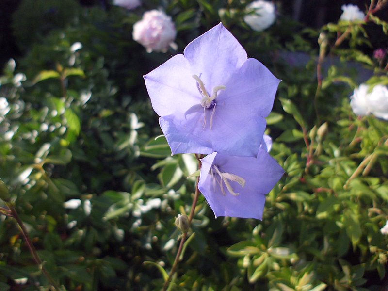 blaue Glockenblume