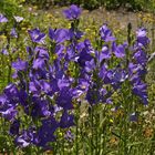 Blaue Glockenblumen (2017_06_19_EOS 100D_1767_ji)