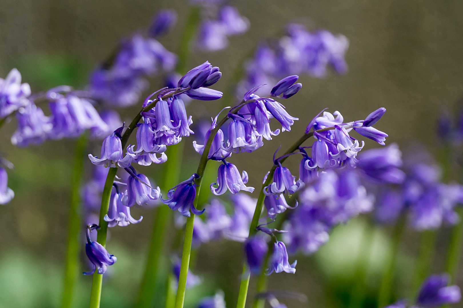 Blaue Glockenblumen