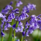 Blaue Glockenblumen