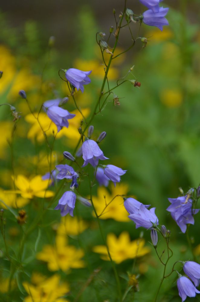 Blaue Glockenblumen