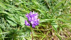 blaue Glockenblumen in den Abruzzen