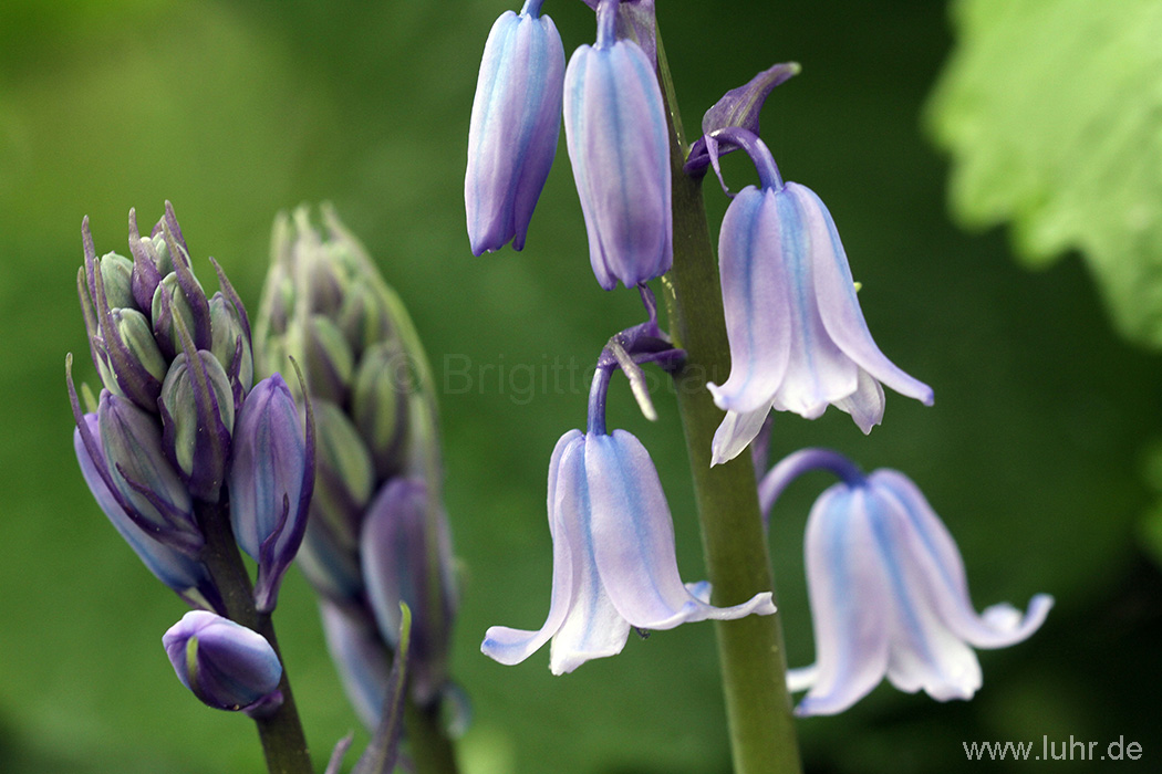 Blaue Glöckchen