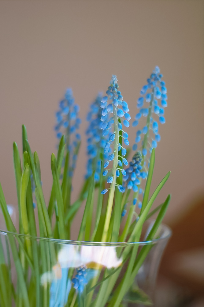 blaue Glöckchen