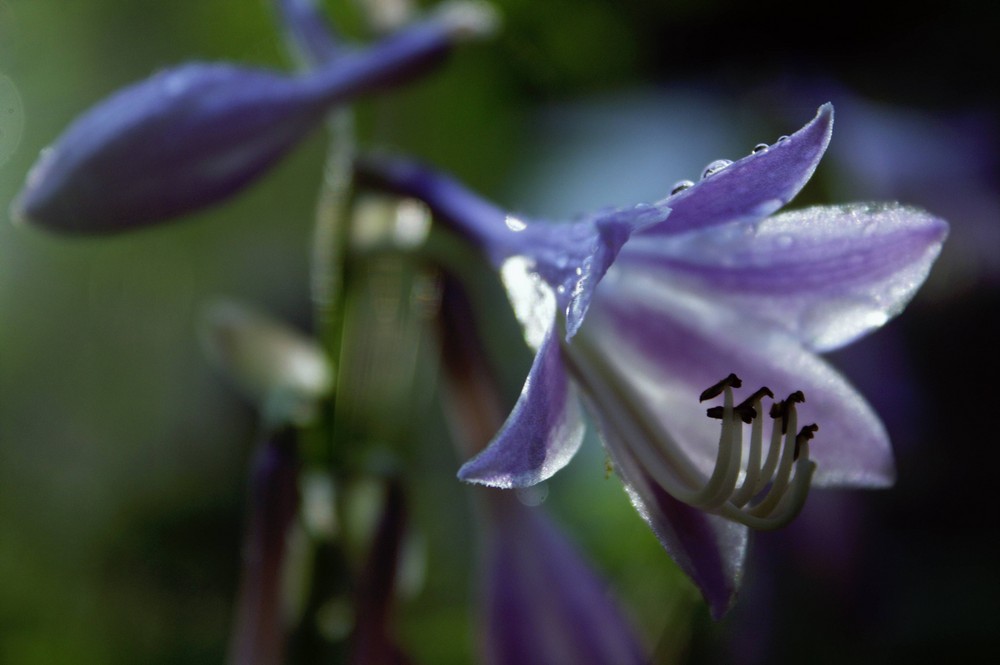 blaue Glöckchen