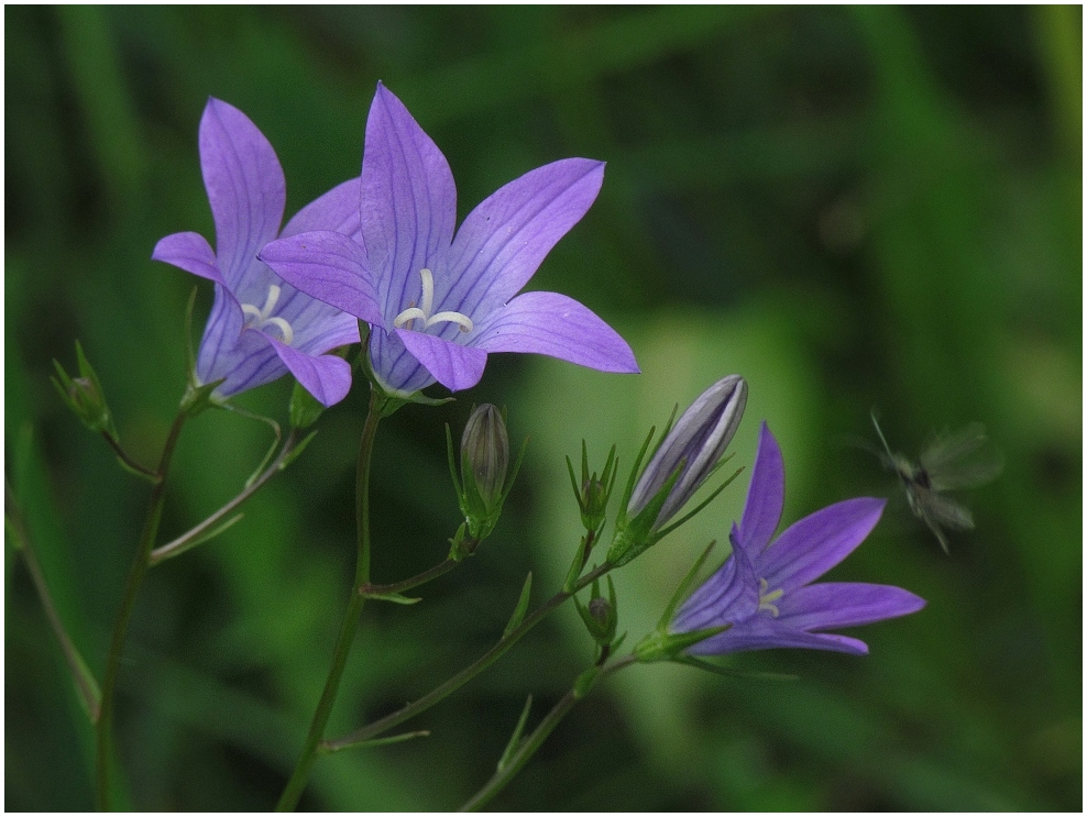 Blaue Glöckchen