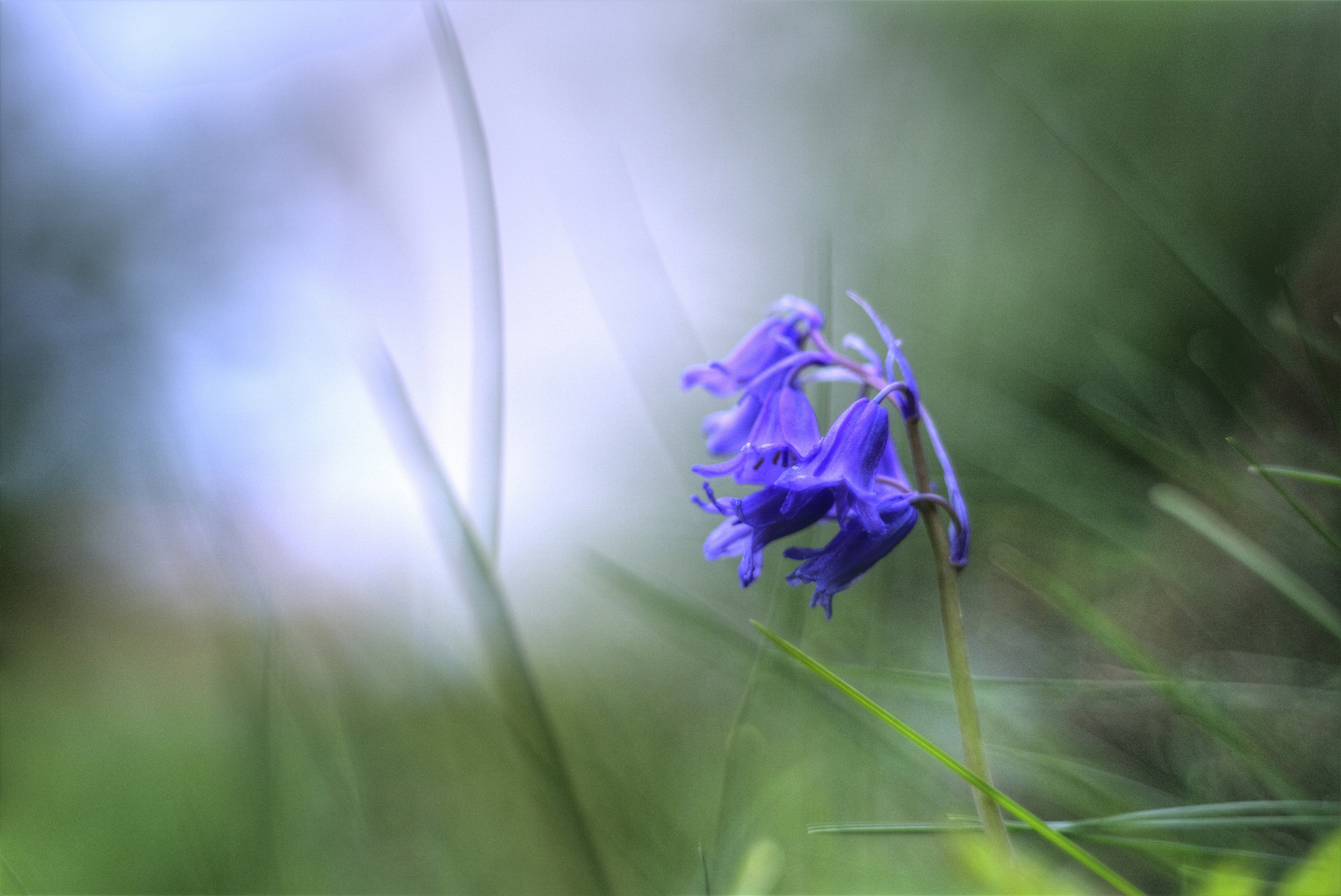 Blaue Glöckchen