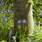 blaue Glöckchen