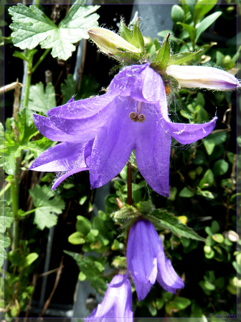 blaue Glöckchen