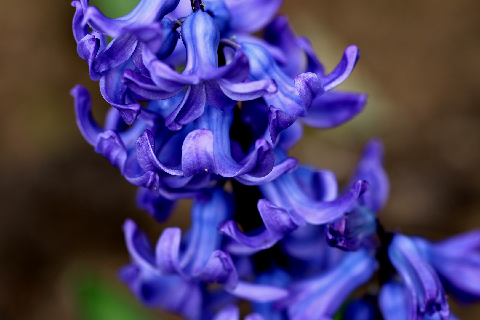 Blaue Glöckchen