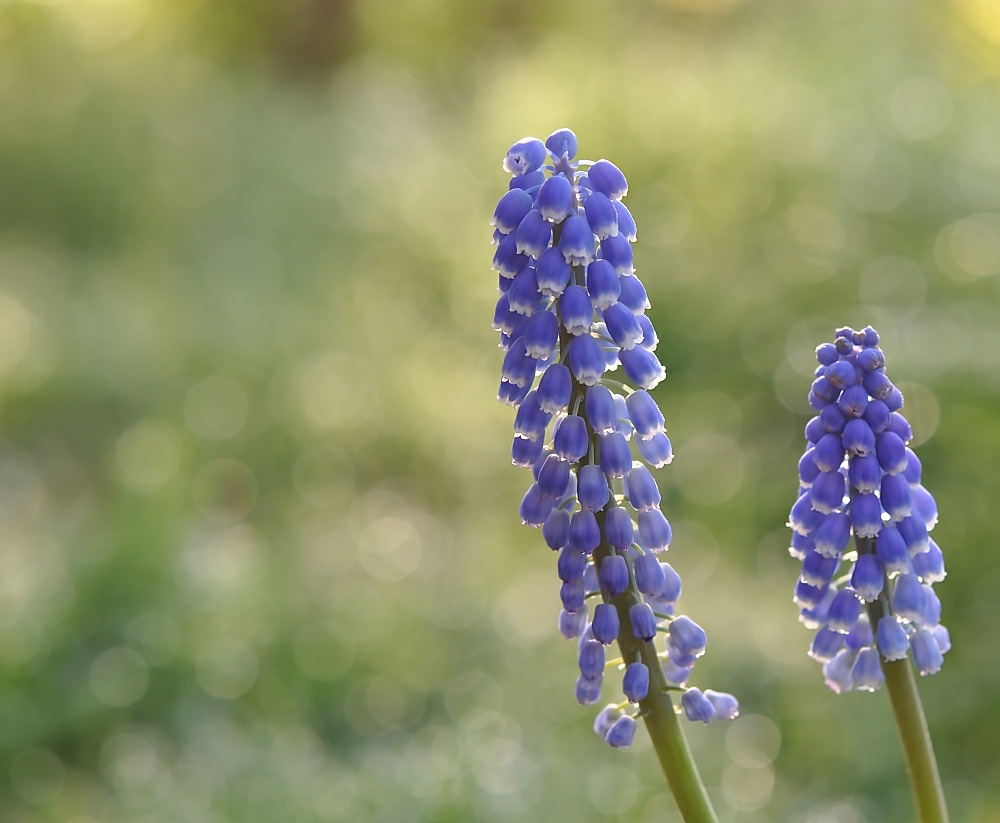 blaue Glöckchen von Makrobine 