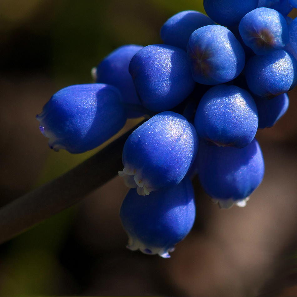 Blaue Glöckchen