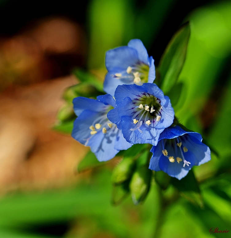 Blaue Glöckchen