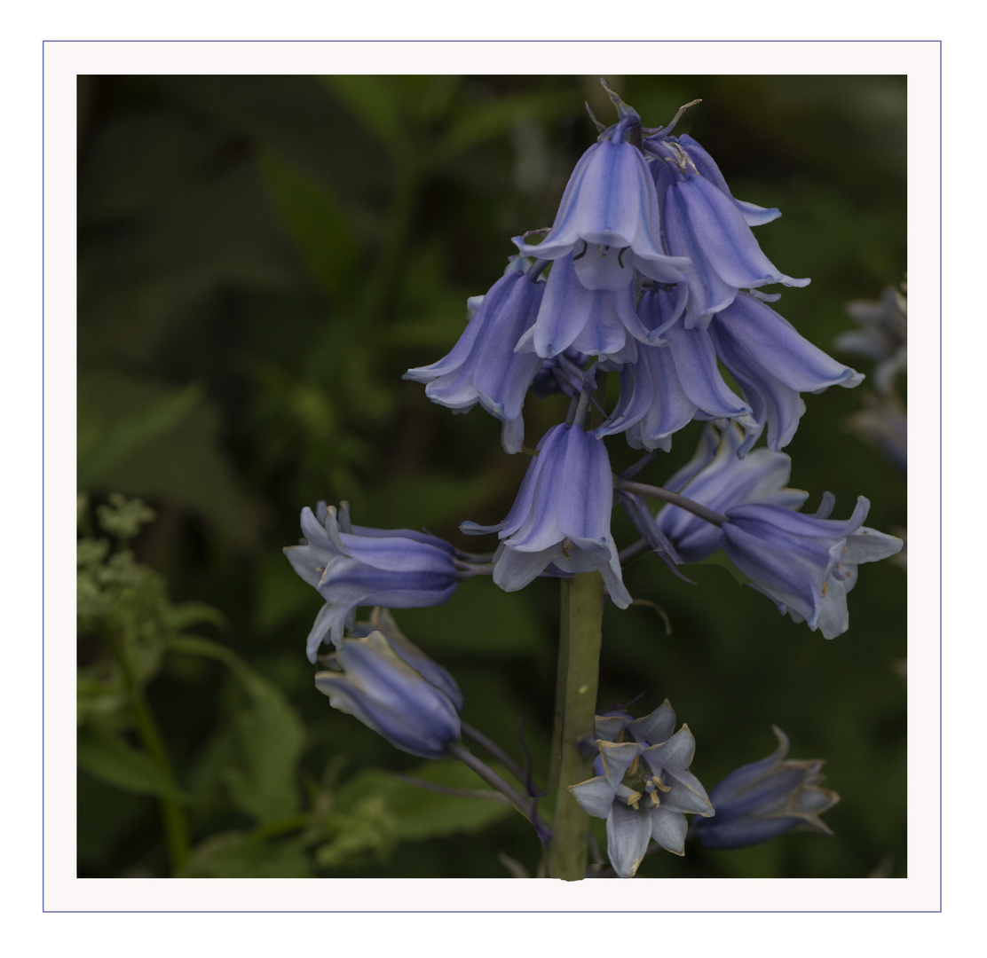 BLAUE GLÖCKCHEN