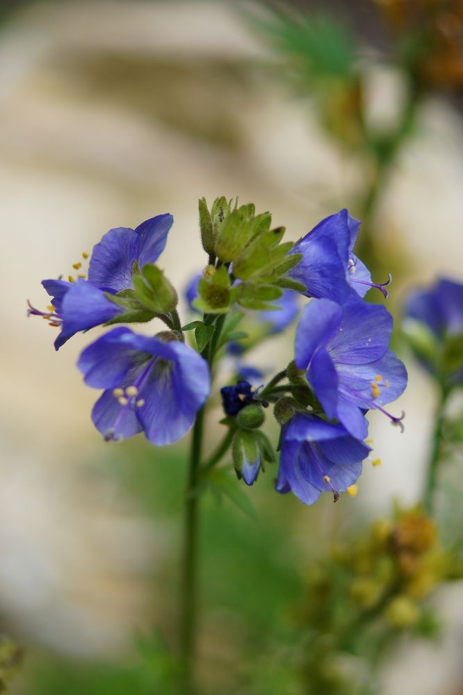 Blaue Glöckchen