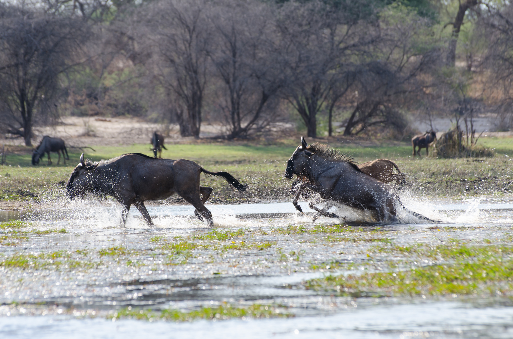 Blaue Gnus beim Überqueren des Boteti