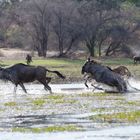 Blaue Gnus beim Überqueren des Boteti