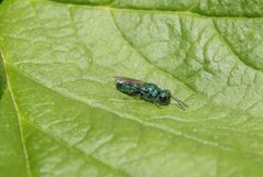 Blaue Goldwespe (Chrysis cyanea; Trichrysis cyanea)