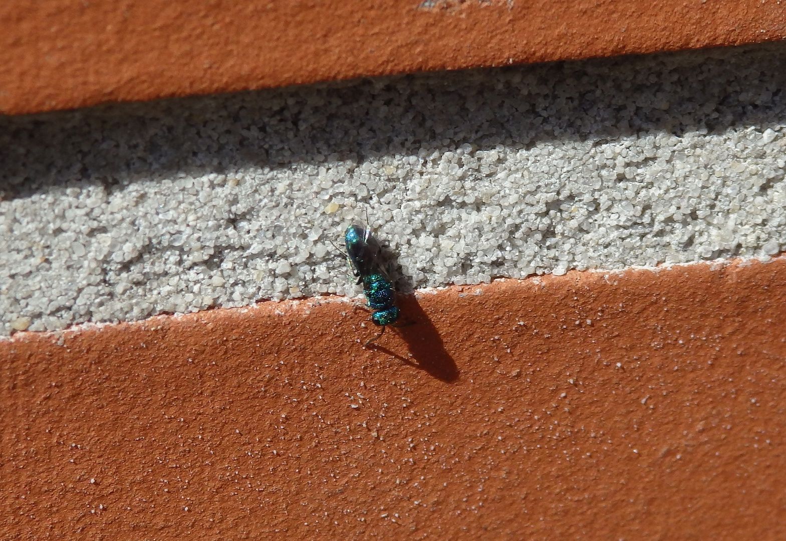 Blaue Goldwespe (Trichrysis cyanea)