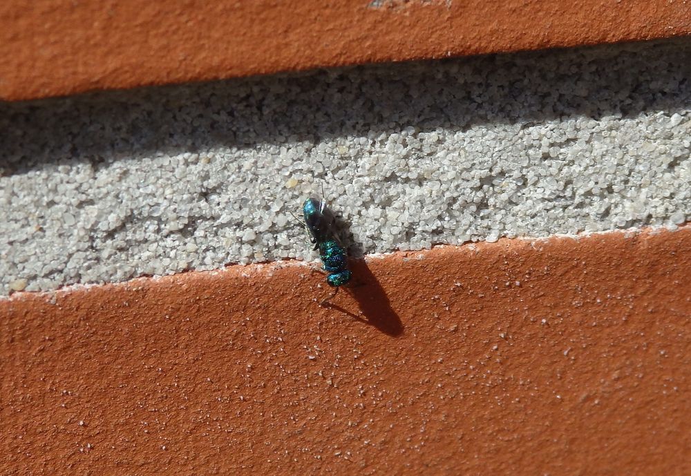 Blaue Goldwespe (Trichrysis cyanea)