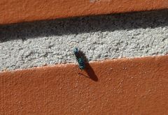 Blaue Goldwespe (Trichrysis cyanea)