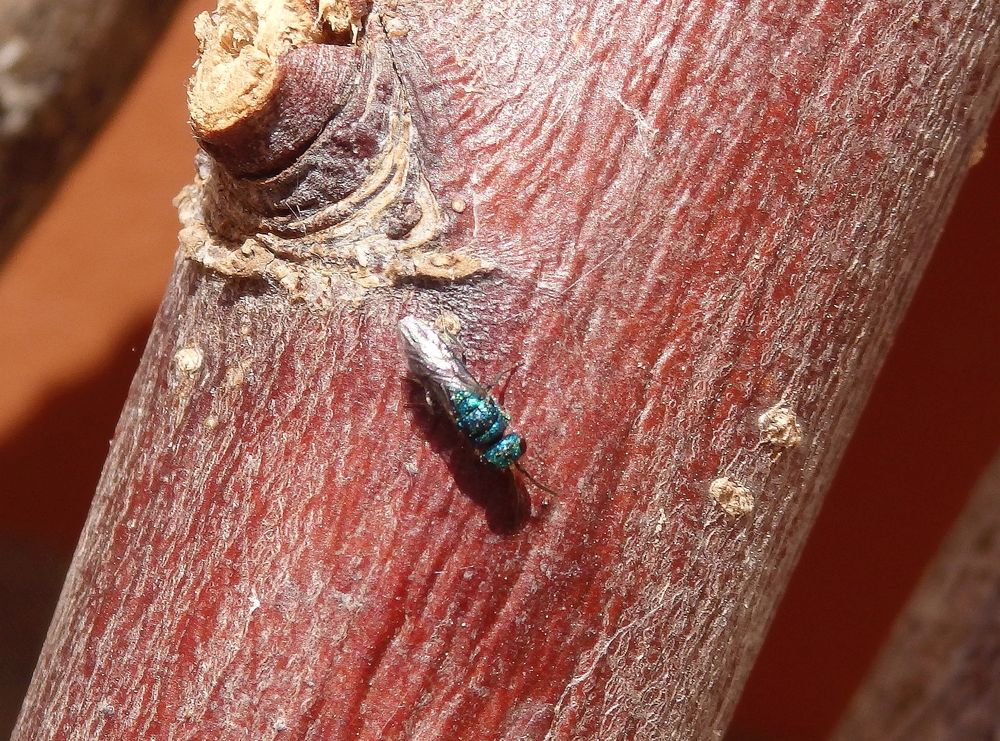 Blaue Goldwespe (Trichrysis cyanea)