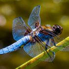 blaue Großlibelle 