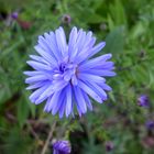 Blaue Herbstaster