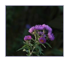 Blaue Herbstastern