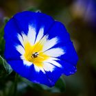 blaue Herbstblume